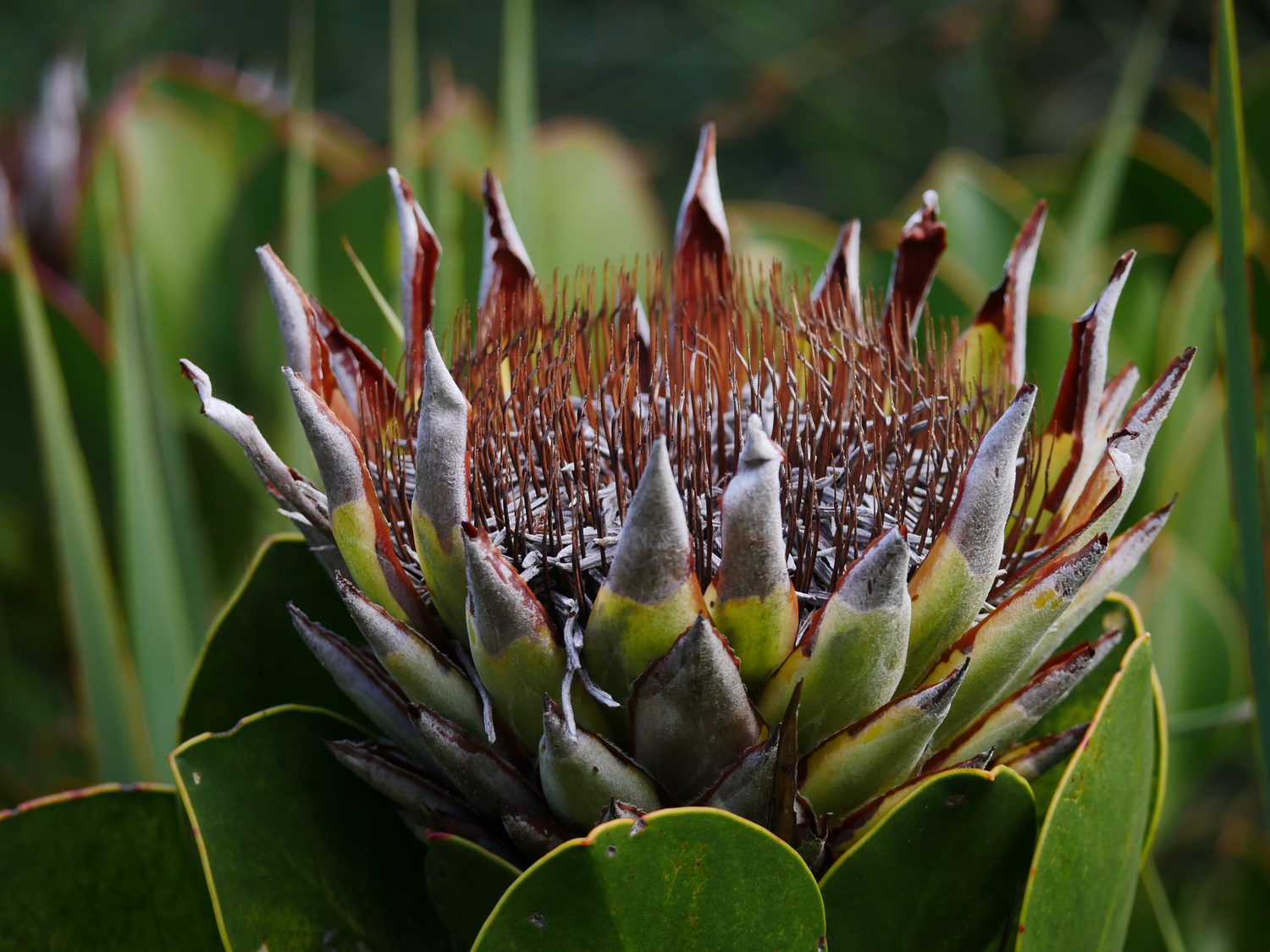 Drying proteas