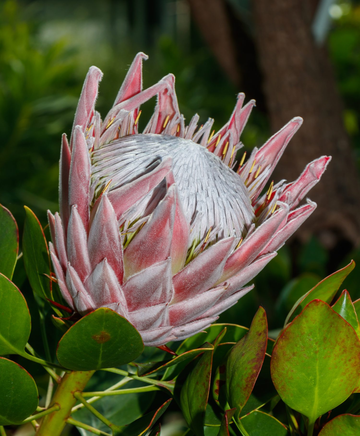 Fresh king protea