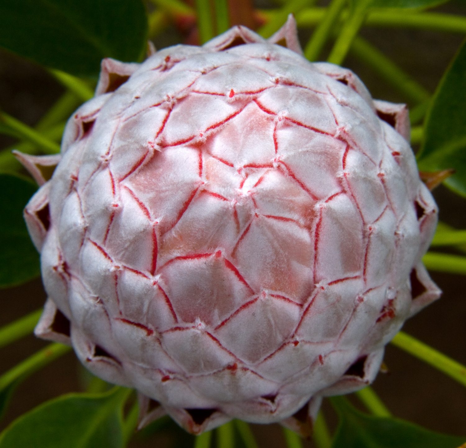 Protea bud
