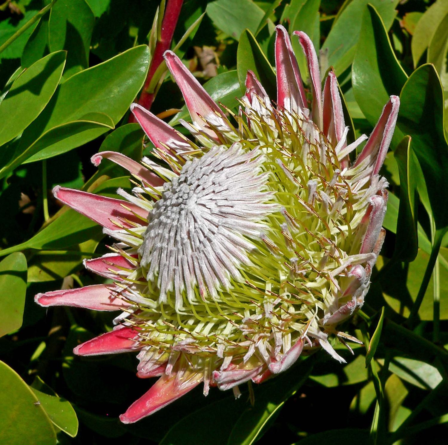 King protea bloom