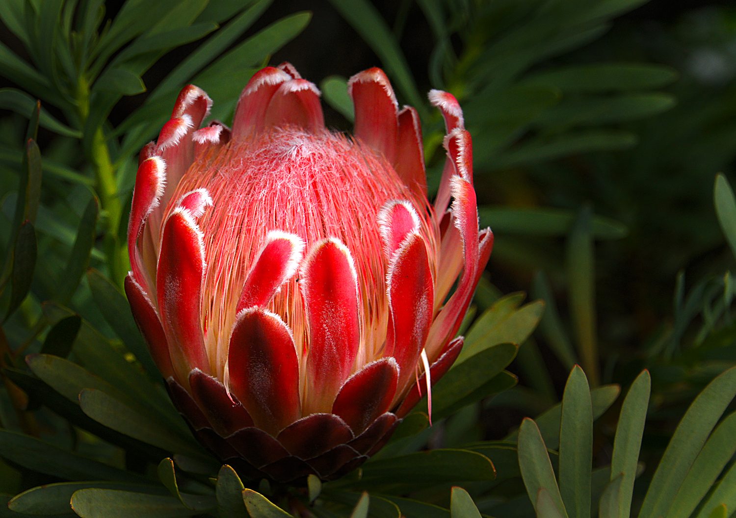 Protea Pink Ice