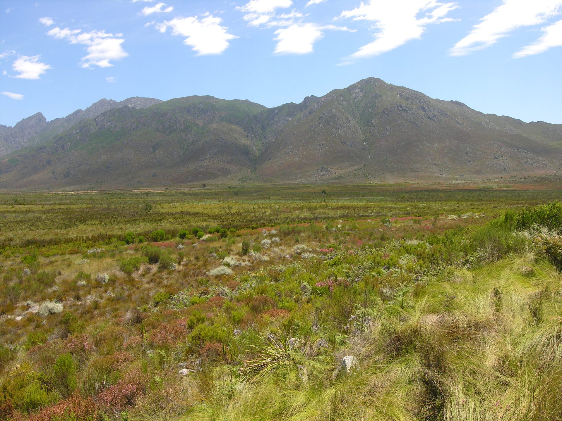 Fynbos landscape in the Cape Floral Kingdom