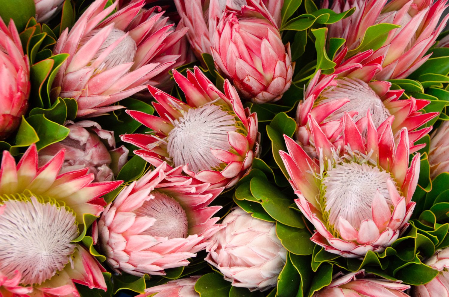 Bunches of proteas